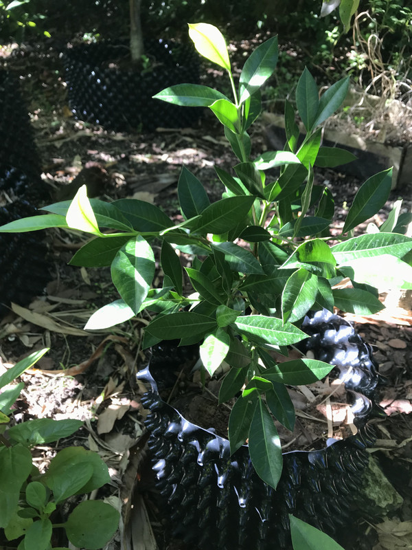 Garcinia Aristata 11 2018