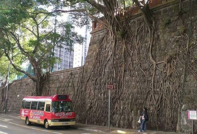 Naturaleza-14