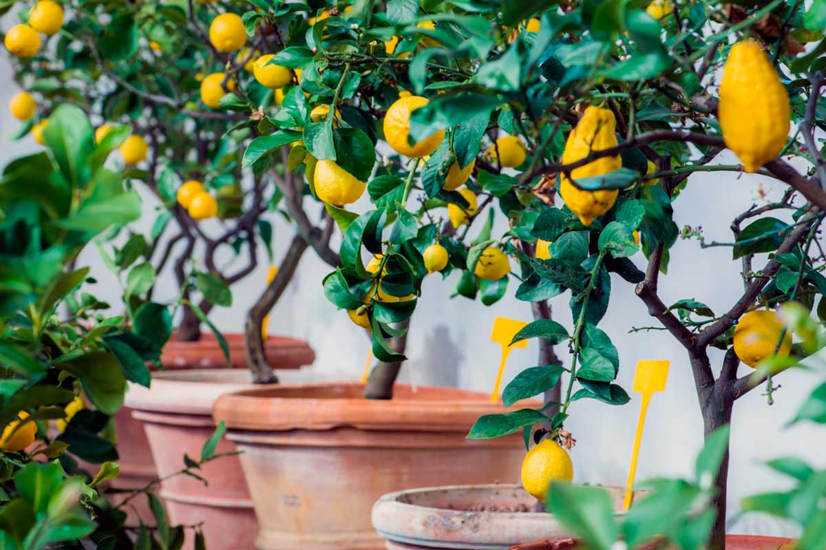 Лимонное дерево из косточки пошаговая инструкция
