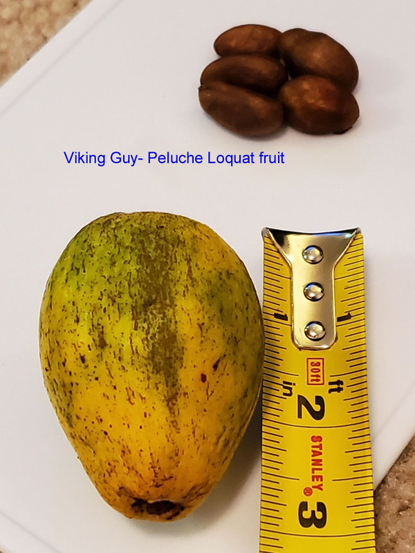 Peluche-fruit (adam)