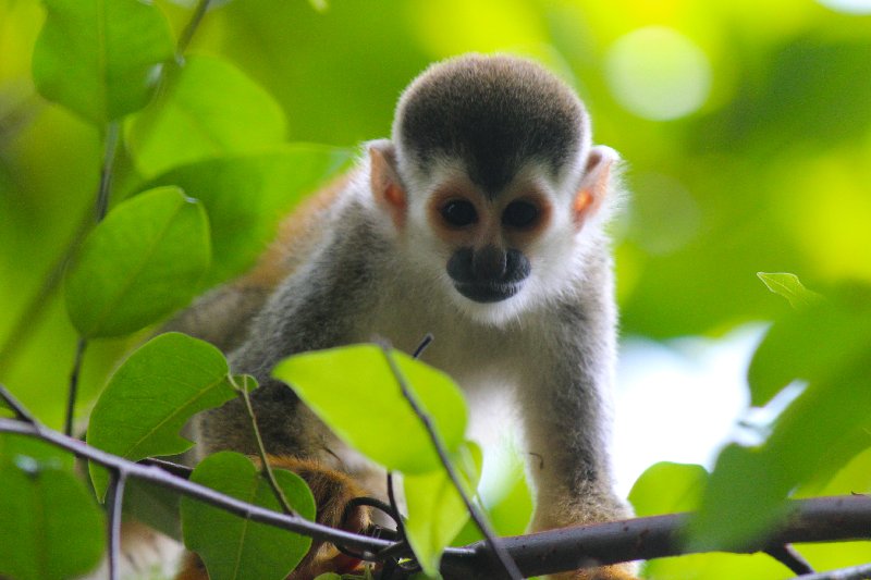 DIA 14: PARQUE DE MANUEL ANTONIO - DE TORTUGAS Y PEREZOSOS. COSTA RICA 2019 (21)