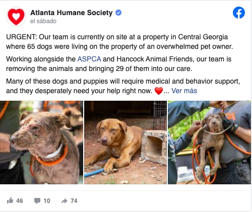 Refugio de animales rescata a 65 perros en Georgia, el dueño estaba 