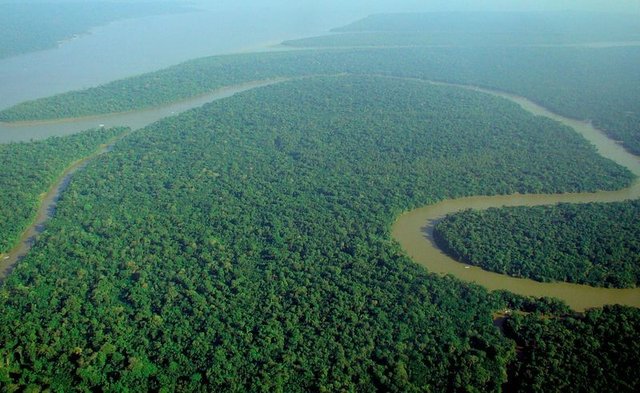 800px-Aerial-view-of-the-Amazon-Rainforest.jpg