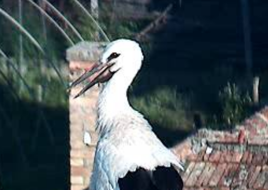 2019-06-26 19_06_08-Gólya kamera _ Röszkei Sporthorgász és Termé