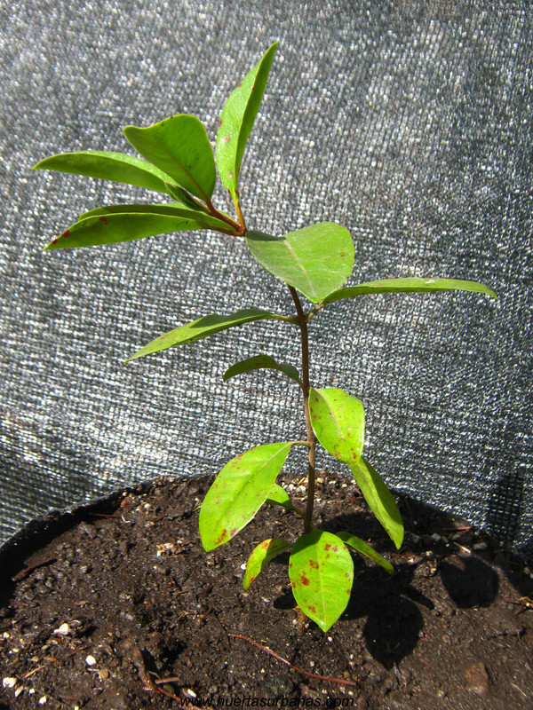 huertasurbanas_com_20180311_114345psidium_robustum-0