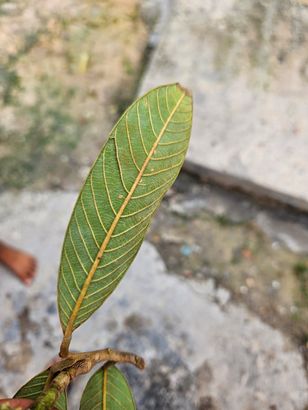 Hoja2