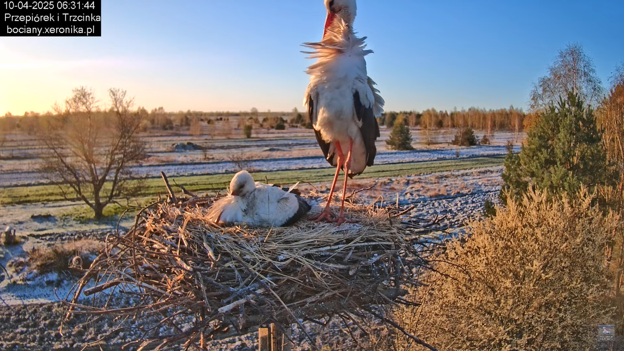 10042025bociany (5)