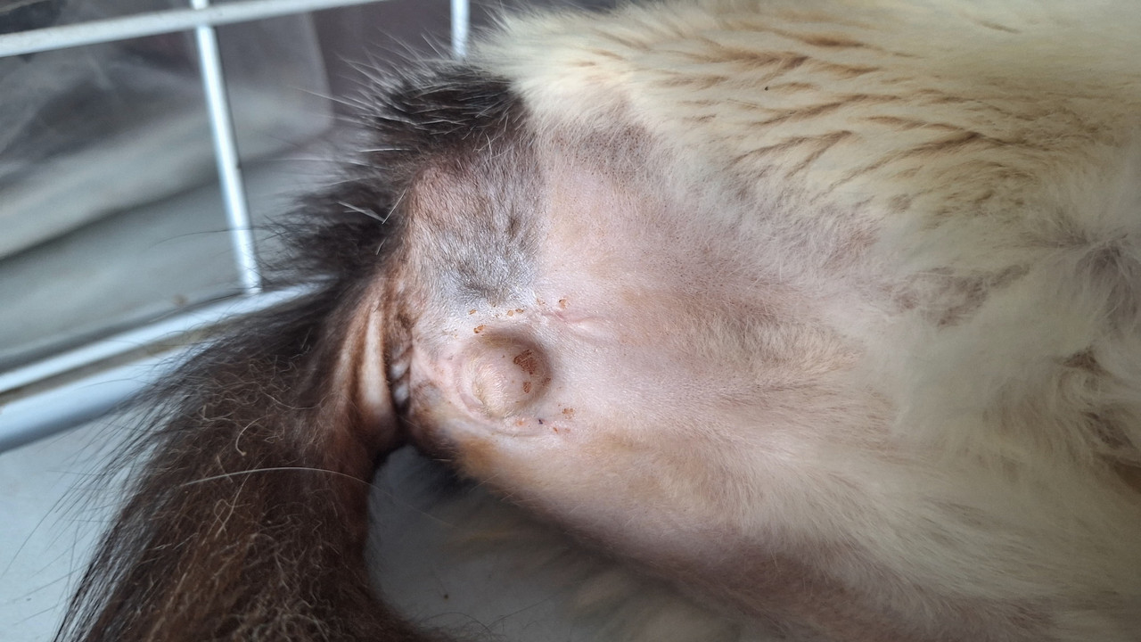 Luka setelah perawatan dan tindakan