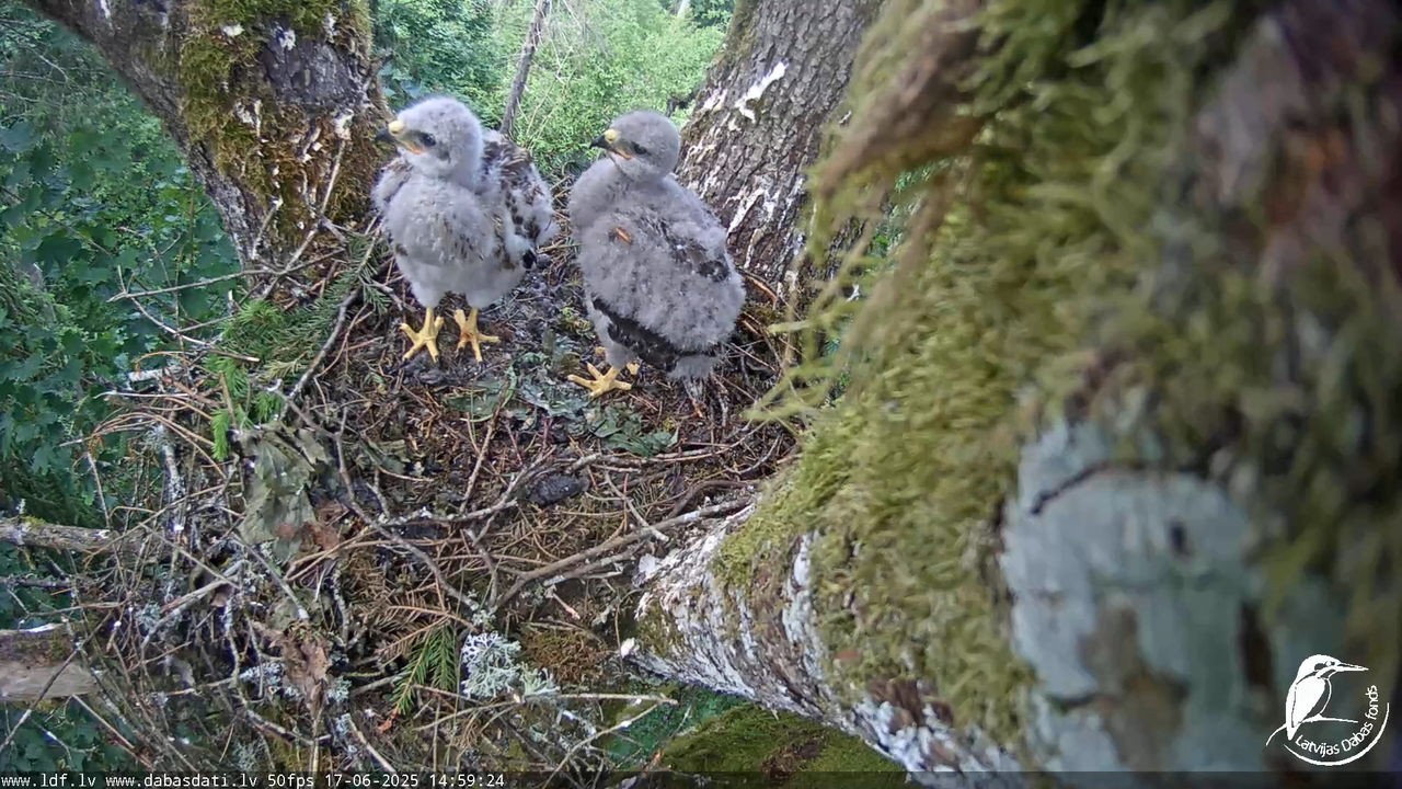 Melnās klijas (Milvus migrans) Kurzemē_ peļu klijāni (Buteo buteo) 13-11-50 screenshot