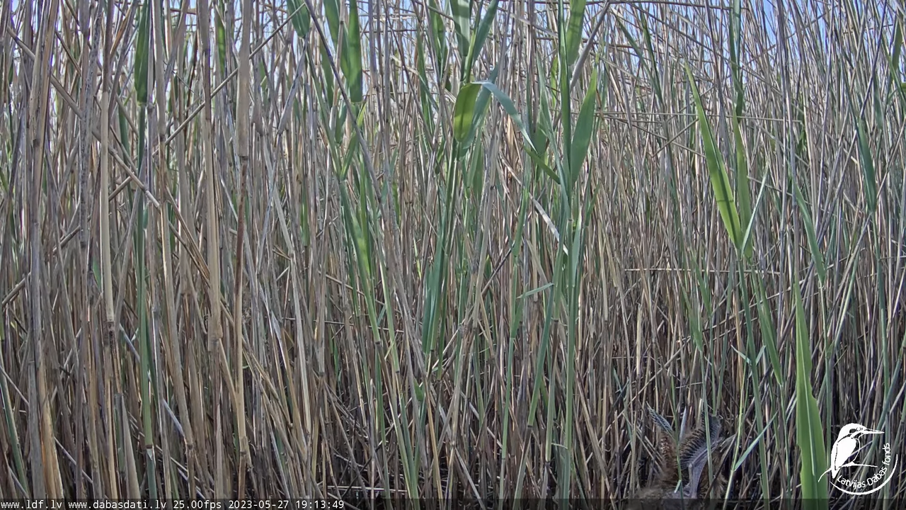 Lielais dumpis (Botaurus stellaris) Engurē - LDF tiešraide 14-41-15 screenshot