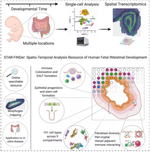 单细胞分辨率下人类肠道发育的时空图谱-2.png