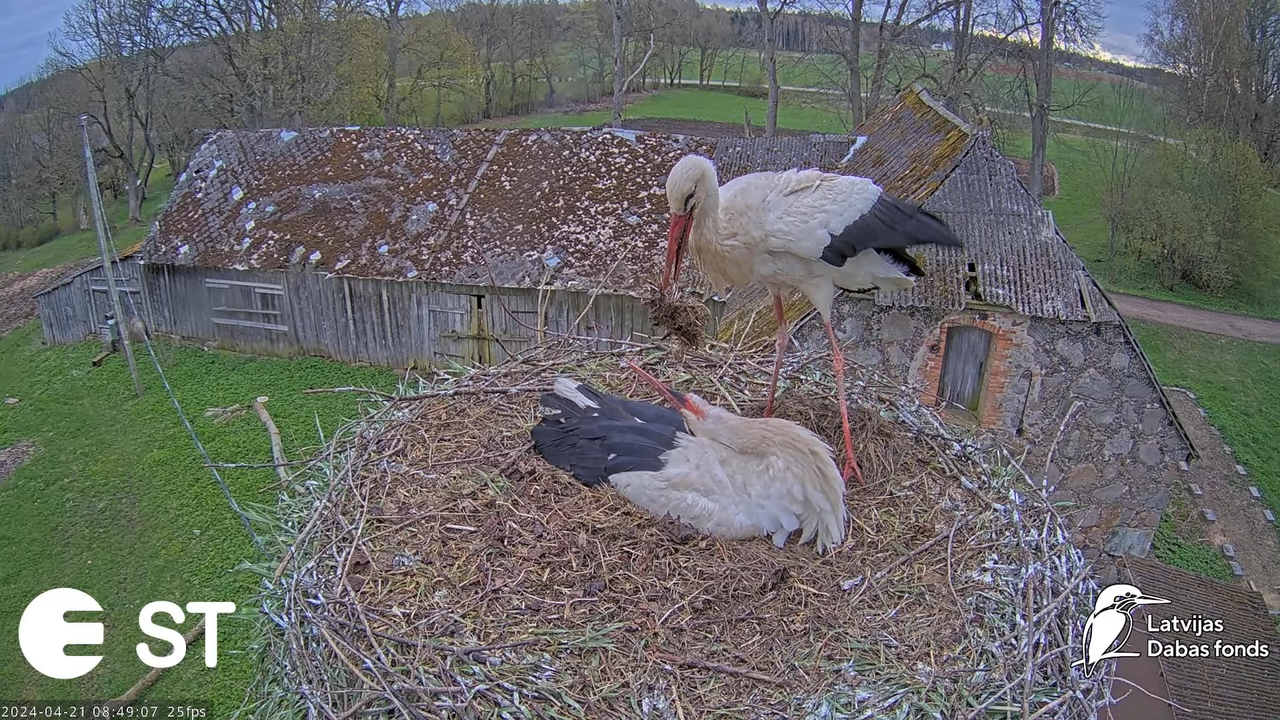 Baltie stārķi (Ciconia ciconia) Tukuma novadā - LDF tiešraide __ White storks in Tukums, Latvia 11-5