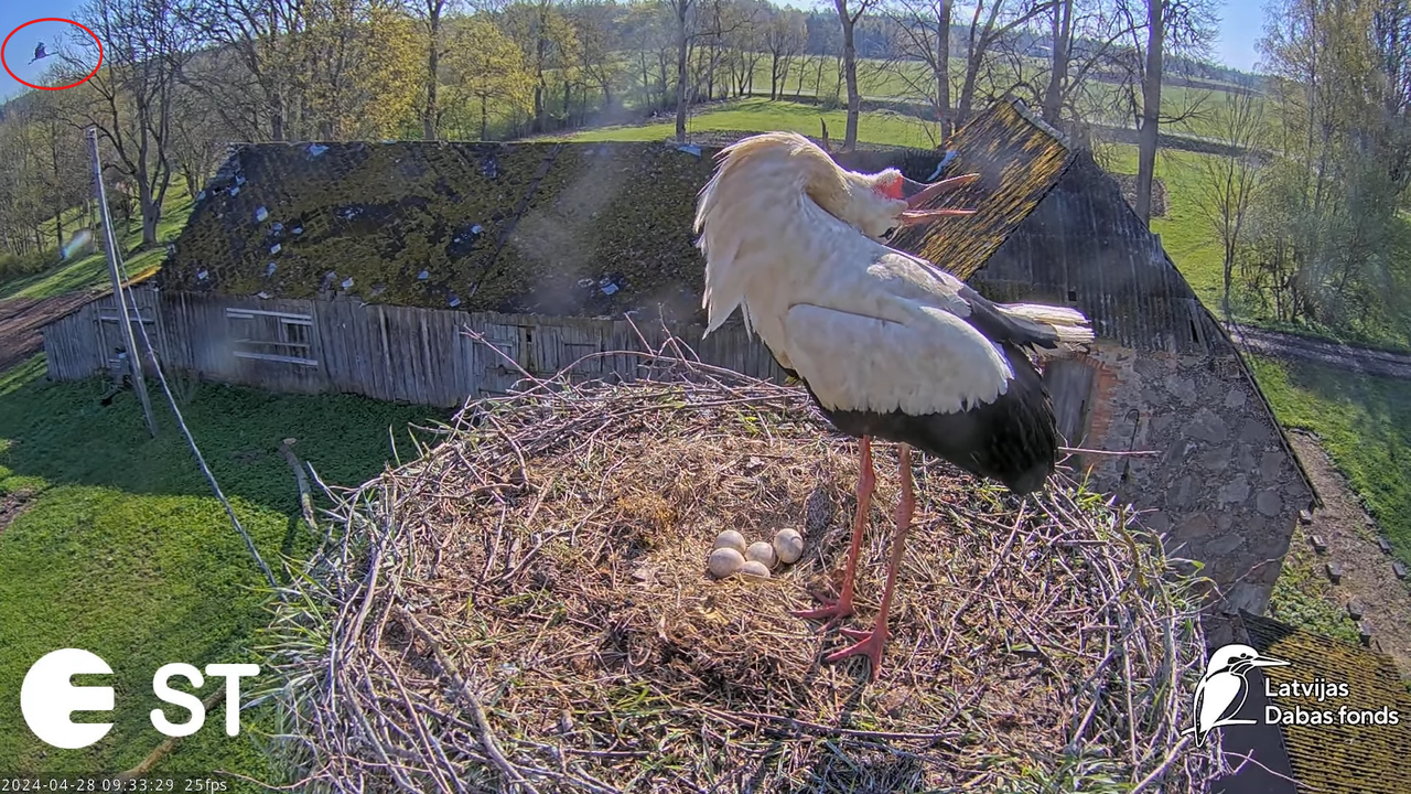 Baltie stārķi (Ciconia ciconia) Tukuma novadā - LDF tiešraide __ White storks in Tukums, Latvia 13-5