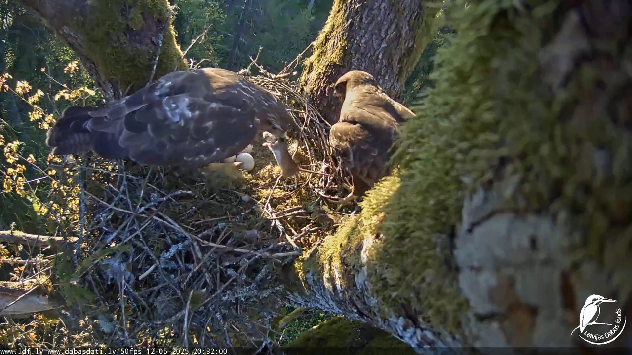 Melnās klijas (Milvus migrans) Kurzemē_ peļu klijāni (Buteo buteo) 18-1-35 screenshot