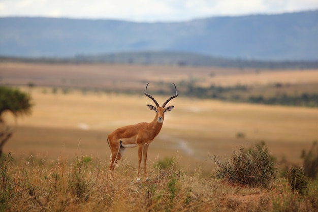 AnotherName for Gir National Park