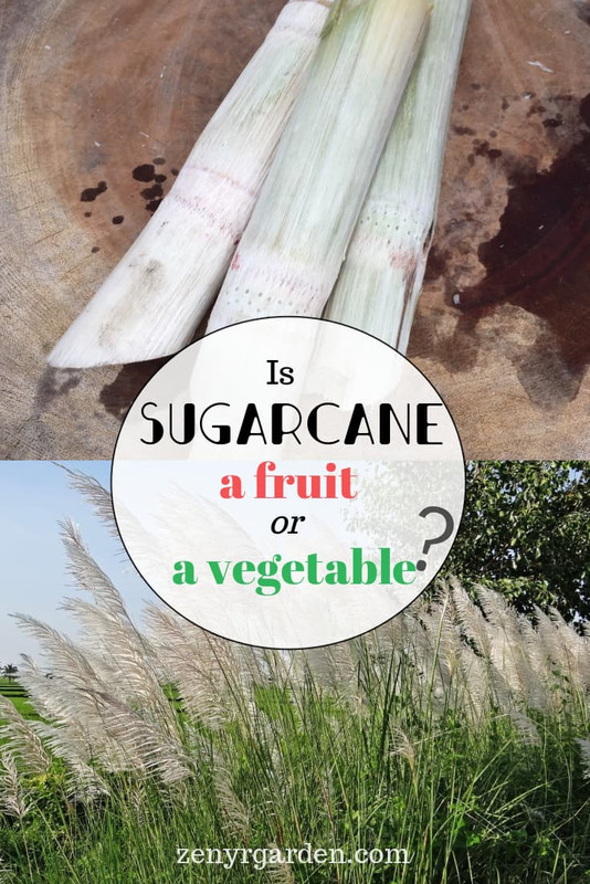 is-sugarcane-a-fruit-or-a-vegetable-pin.jpg