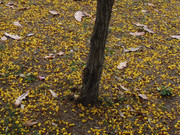 65.13.welcoming winter XIII