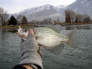 [Image: COOL-CRAPPIE.jpg]