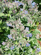 2023-06-15 Borage flowers