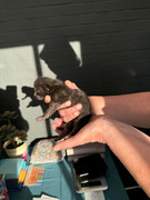 Afbeelding van WhatsApp op 2024-06-24 om 20.38.17_1208a53e