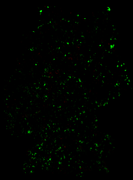 202601_diff_dt_5g