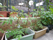 photo-littlefarmer2122-020