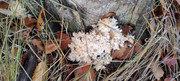 IMG-20251031-101747