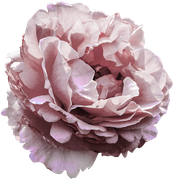 Blossom-Elements-84