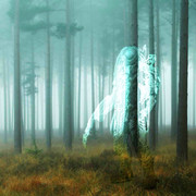 invisible-predator-misty-forest-2.jpg