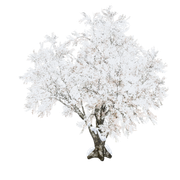 WINTER-LOVE-DBJ-ELEM-58