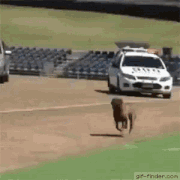 A GIF OF A DOG RUNNING AT SOMEONE BEFORE JUMPING AT THEM AND LATCHING ONTO THEIR PANTS.