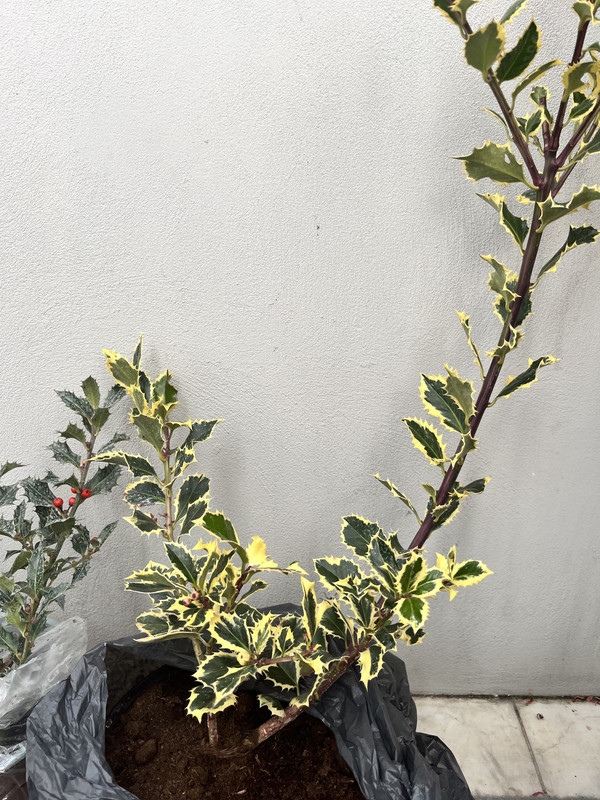 9199777C-47D9-4877-86C3-1FFB97DDA759