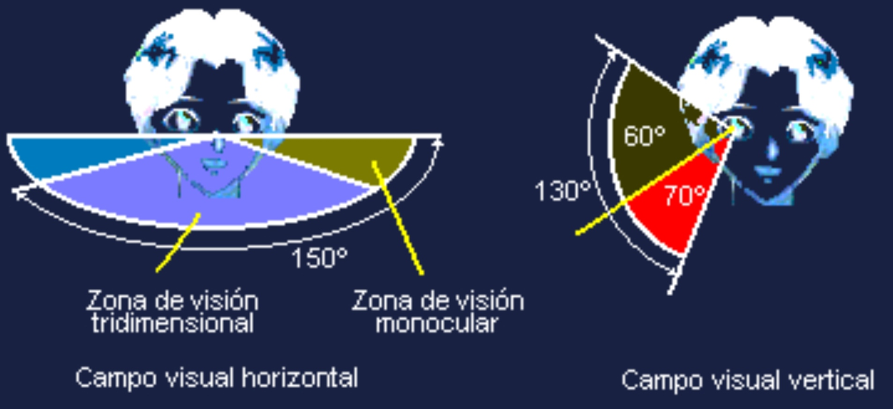 la visi�n: el campo visual vertical versus horizontal