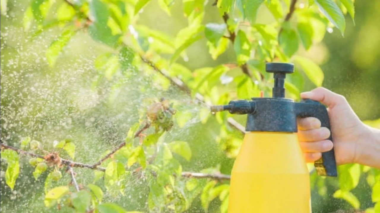 Elimina las plagas de las plantas con esta receta de jabón potásico