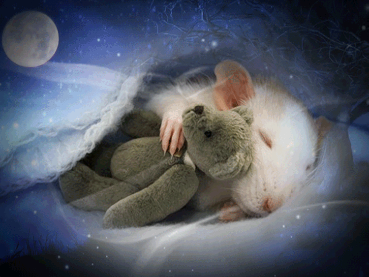 Волшебных снов. Спокойной ночи мышонок. Зимний сон. Волшебных снов Медвежонок. Мыши днем спят ночью