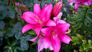 2017 -  Dòng thơ họa của Nguyễn Thành Sáng &Tam Muội (3) - Page 3 Pink-Lily-Flower-with-Beautiful-Pink-Color-Photo-Wallpaper-HD-3840x2160-915x515