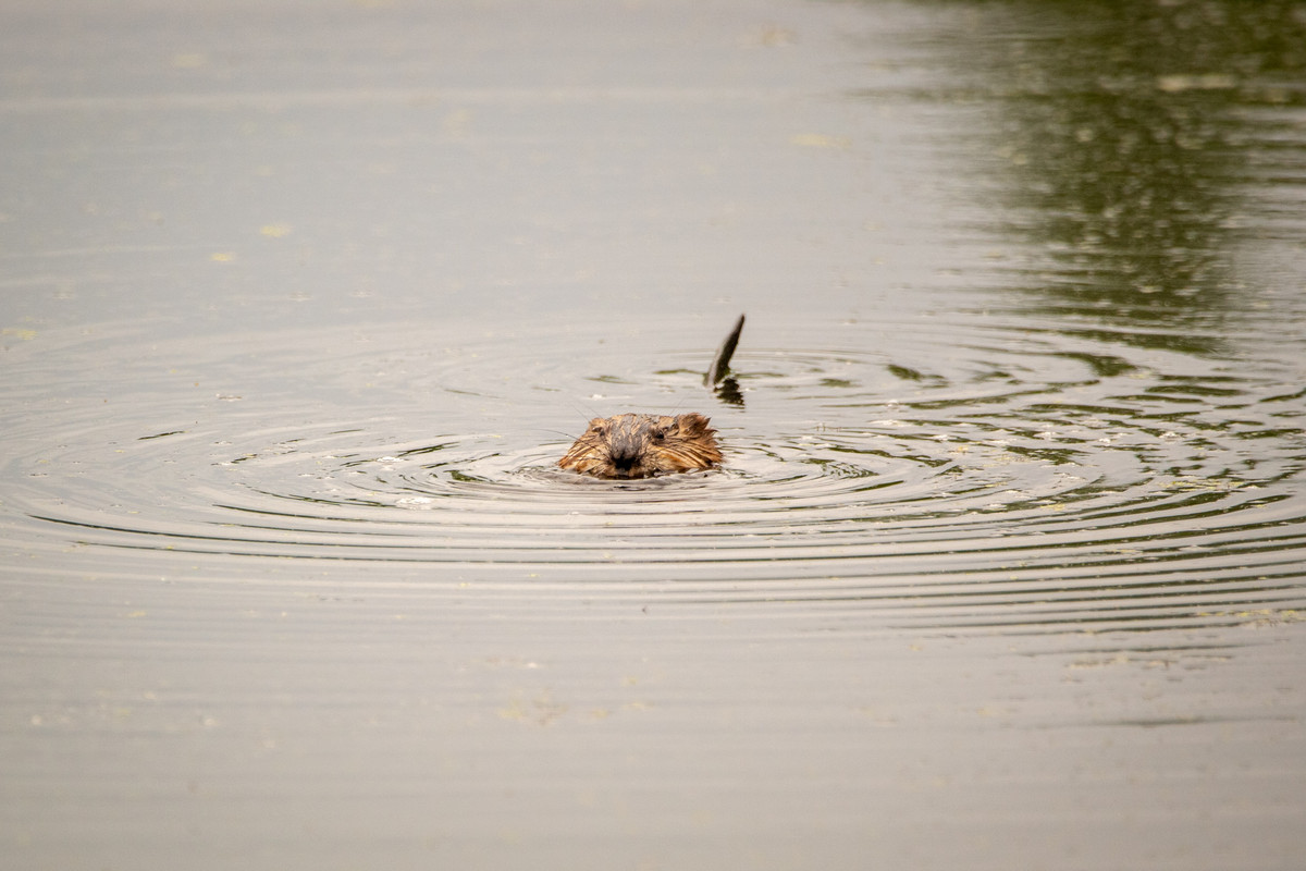 muskrat.jpg