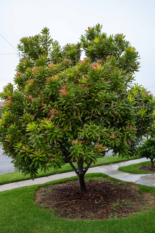 8U1A6965  Beaumont Macadamia Nut Tree with New Growth (10-19-23)