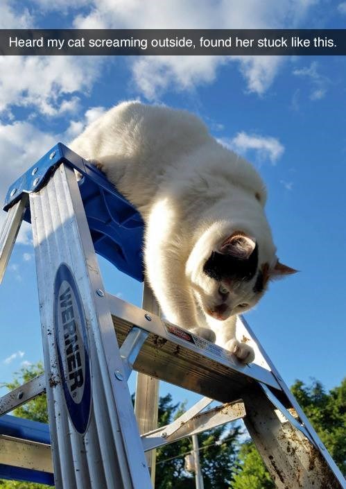 heard my cat screaming outside found her stuck like this werner