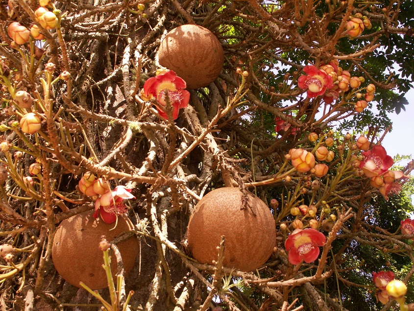 Couroupita guianensis (3) small