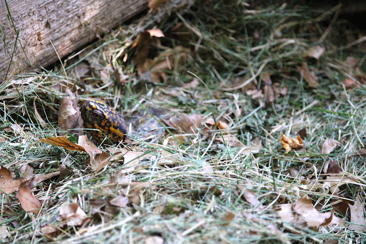 IMG-4163.jpg