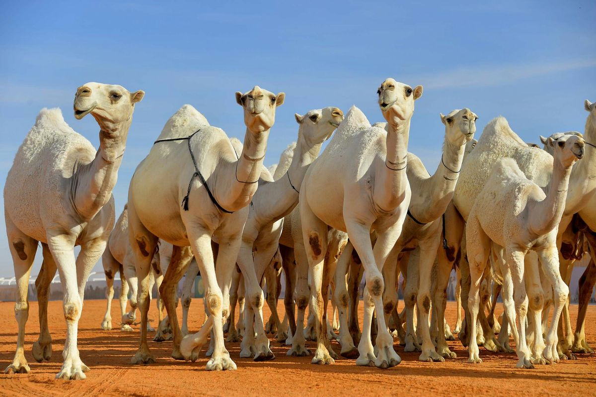 Salem-Aleykoum accueille le premier concours de beauté camelin du continent