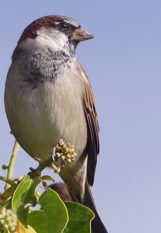 SPARROW 9 160924