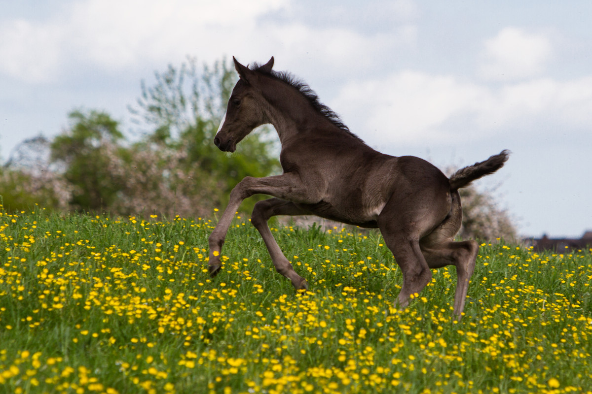 wb-foal-playing-jumping-running-stock-by-luda-stock-d8s8zri.jpg