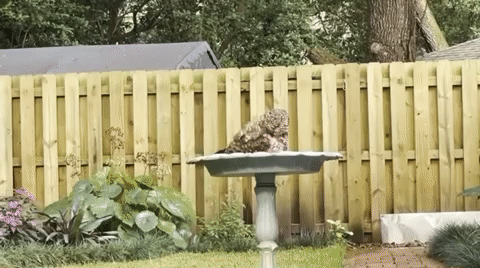 39-F9-B144-1861-41-E2-B16-A-FC488933-C72-F.gif