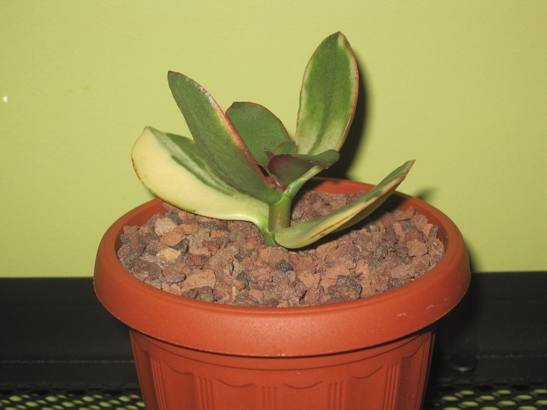 Кагетсу Маруба Нишике после пересадки 23.12.22 г