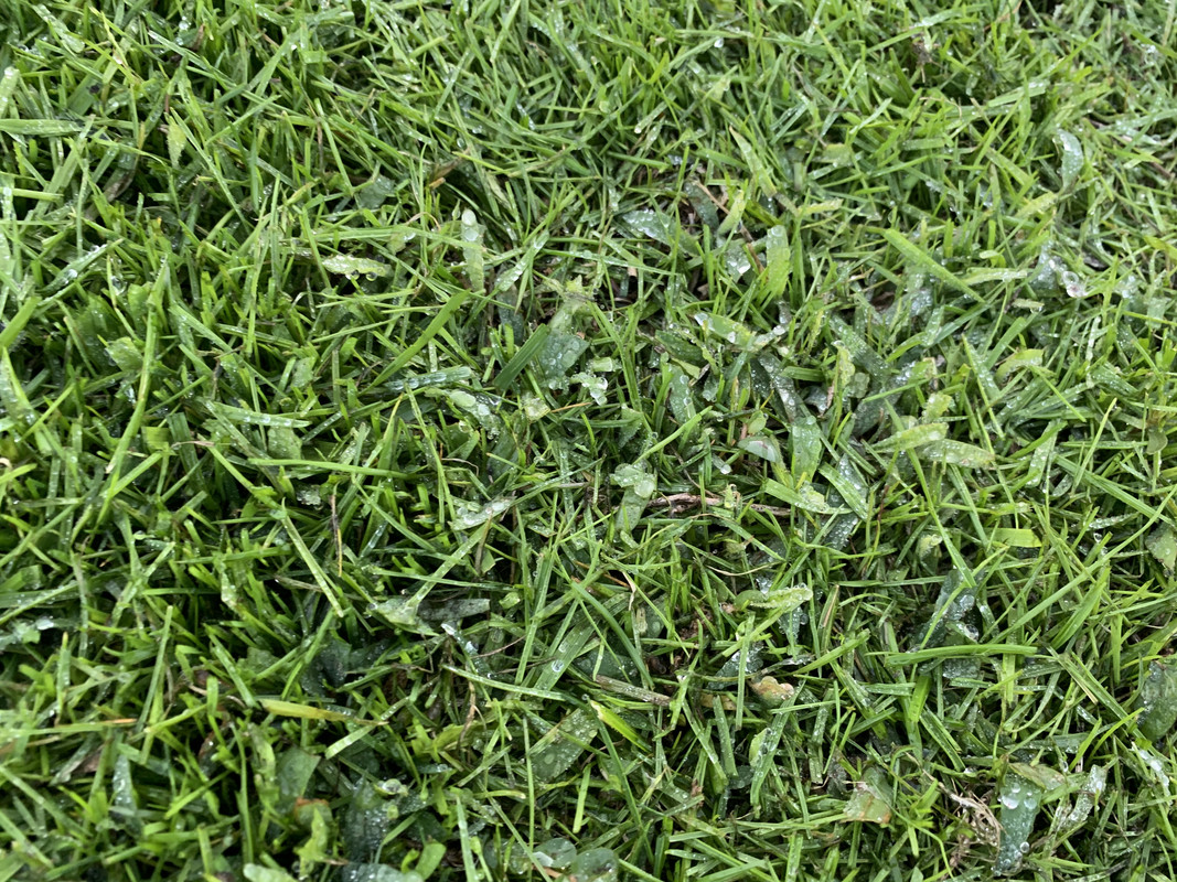 Weed Killer That Won T Kill Annual Ryegrass The Lawn Forum