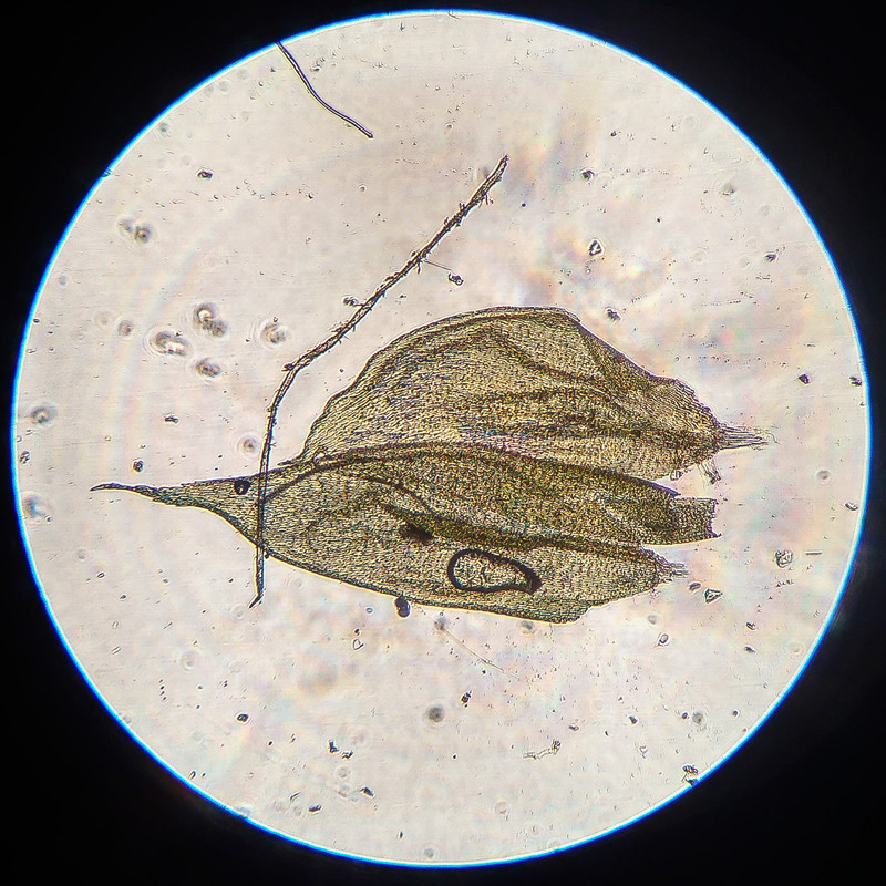 IMG 20250616 212839 HDR