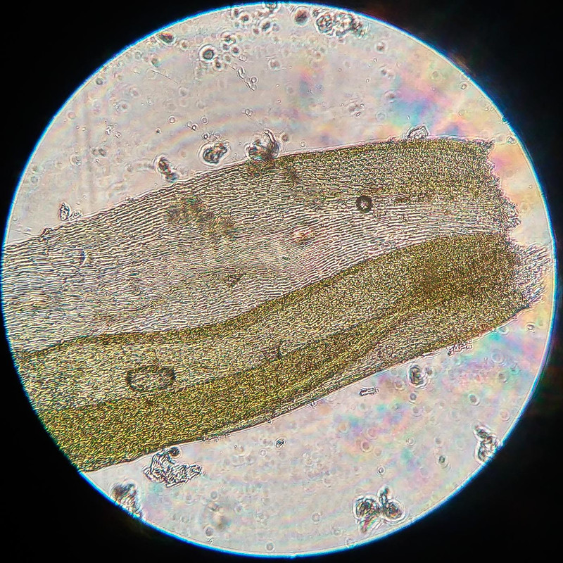 IMG 20250616 213025 HDR