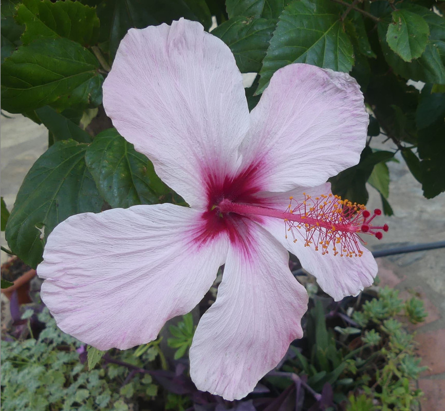 2023-10-20 14_21_41-C__Users_Utilisateur_Desktop_DCIM_101_PANA_P1010102.JPG - IrfanView (Zoom_ 1718